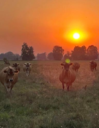 A2 Milch von glücklichen Kühen
